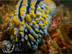 Aliwal_Shoal_Scuba-nudibranch_1