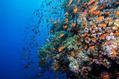redseasouthtripwalldiving