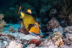 red-sea-diving-north1