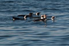 false-bay-sea-safari-penguins-swimming