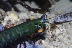 Mafia-Island-scuba-diving 11