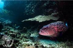 Sodwana_Bay_Scuba-grouper