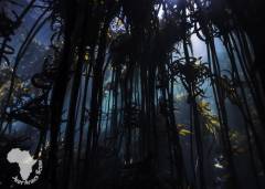 kelpforest1