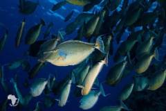 red-sea-diving-north2