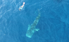 snorkel-whale-shark4