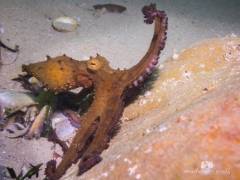 seasafarisnorkelexperienceoctopusunderwater