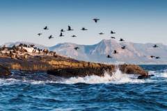 seal-island-sea-safari-mountains
