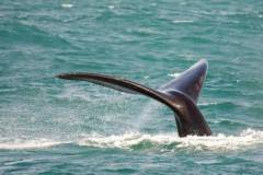 false-bay-sea-safari-whale