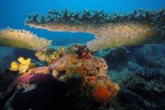 Madagascar_diving_1