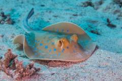red-sea-diving-south_3