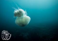 Sodwana_Bay_Scuba-jellyfish