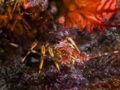 seasafarisnorkelexperiencecrayfishunderwater