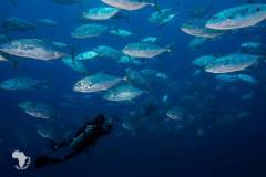red-sea-diving-north20