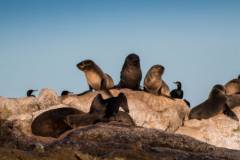 seal-island-sea-safari-seals