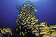 Mafia-Island-scuba-diving 16