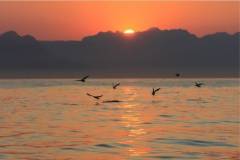 false-bay-sea-safari-sunrise