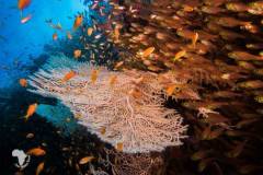 red-sea-diving-north9