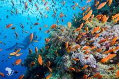red-sea-diving-north10