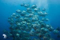 red-sea-diving-north6