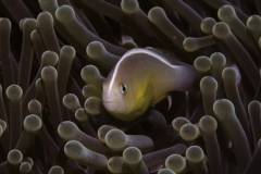 Mafia-Island-scuba-diving 13