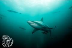 Aliwal_Shoal_Scuba-blacktip_shark-1