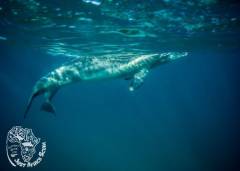 Sodwana_Bay_Scuba-dolphins_1