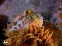 seasafarisnorkelexperienceklipfish