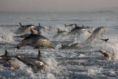 seasafarisnorkelexperiencepodcommondolphins