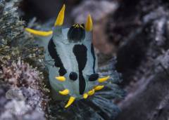 Crownednudibranch