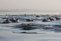 false-bay-sea-safari-common-dolphins-pod