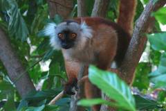 lemur-1