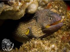 Aliwal_Shoal_Scuba-eel