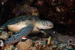 red_sea_south_trip_turtle