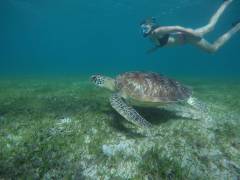 SnorkelingTurtleGreen