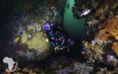 FalseBaydeepreefwithdiver