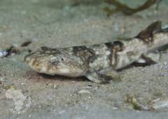 Puffaddershyshark