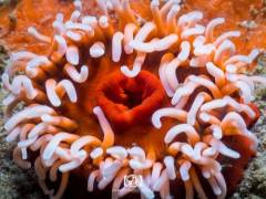 seasafarisnorkelexperienceseaanemone