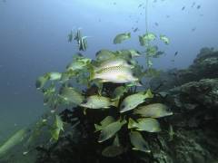 DCIM100GOPROGOPR1075.JPG