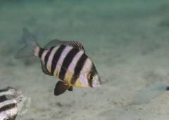 Zebra(Diplodushottentotus)