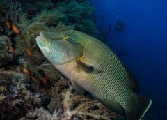 red-sea-diving-south_8