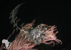 FalseBaydeepreefbasketstarfish