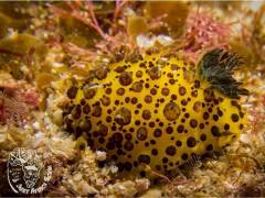 Aliwal_Shoal_Scuba-nudibranch