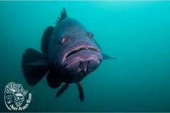Aliwal_Shoal_Scuba-grouper-1