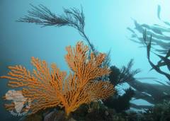 Sinuousseafangordonsbay