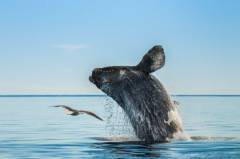 false-bay-sea-safari-southern-right-whale
