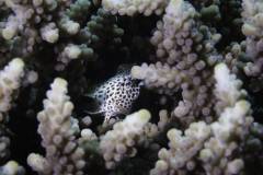 Mafia-Island-scuba-diving 9