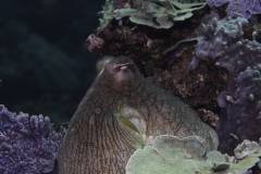 Mafia-Island-scuba-diving 12