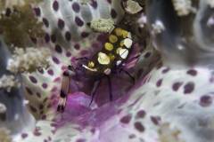 Mafia-Island-scuba-diving 1