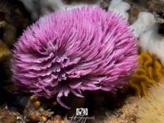 seasafarisnorkelexperiencefanworm