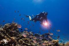 red-sea-diving-north11